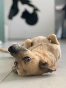Mel